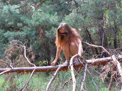 I and my wife went out for a picnic and had sex in the forest. Image 2