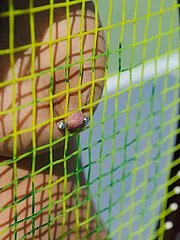 Sport Fetish Porn sample picture