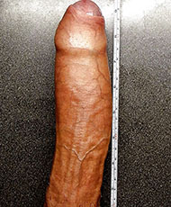 Anaconda cock