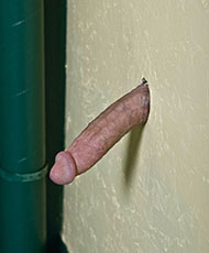 Largest cock