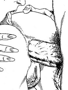 Online Erotic Cartoon Images