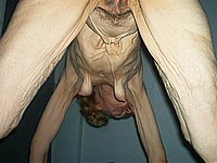 bor136.jpg