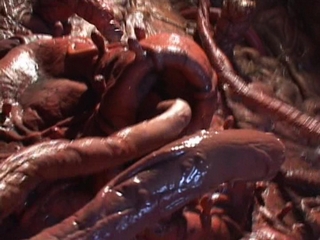 Download Tentacle Video