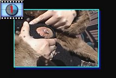 lactation_chunk_6.jpg