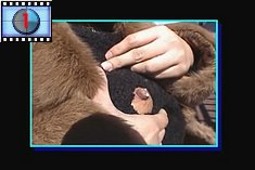 lactation_chunk_3.jpg