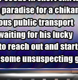chikan breast groping video