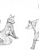 furry hentai pics 